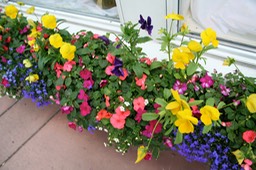 IMG_0228_3